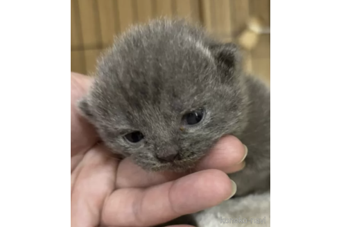 成約済の栃木県のブリティッシュショートヘア-101024の1枚目